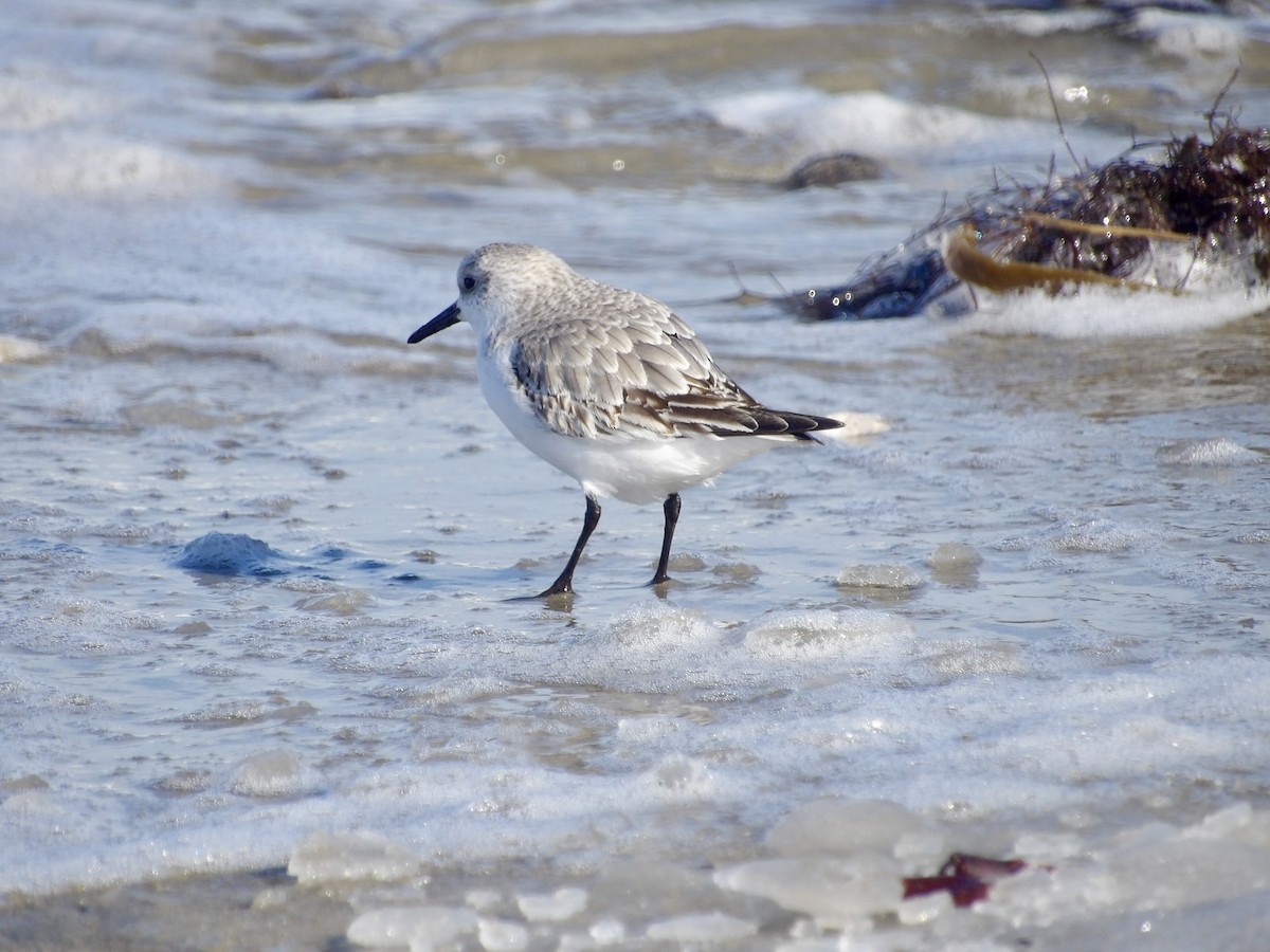 sandløper - ML650521302