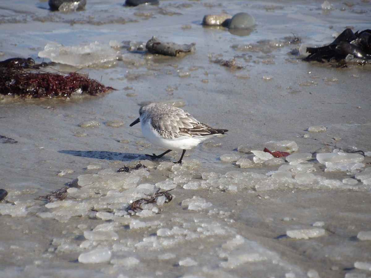 sandløper - ML650521304