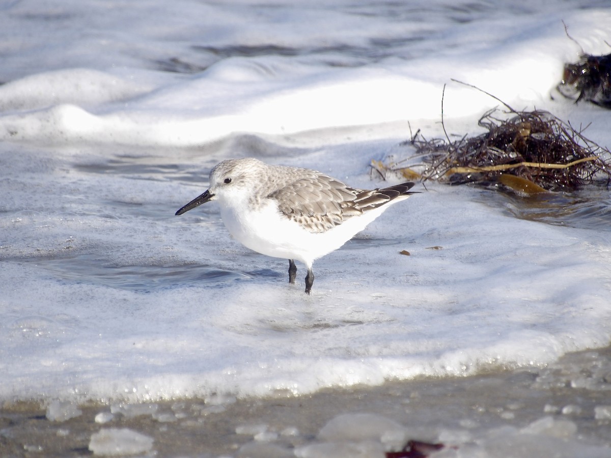 sandløper - ML650521305