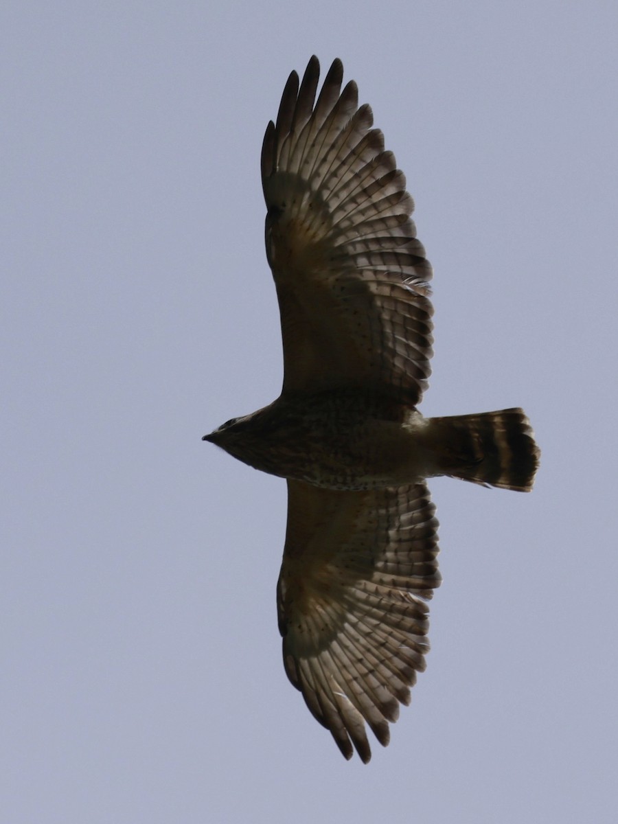 ML650521619 - Broad-winged Hawk - Macaulay Library