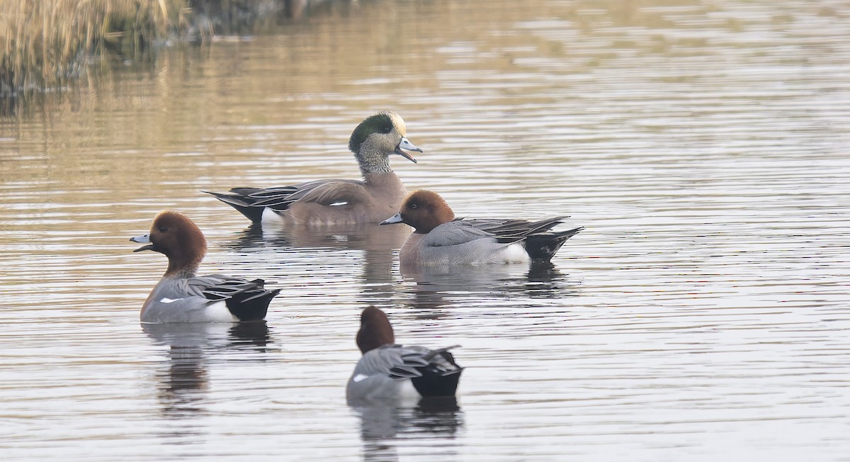 葡萄胸鴨 - ML650521642