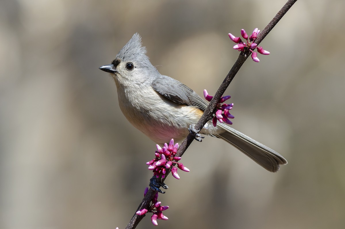 Tufted Titmouse - ML650521731