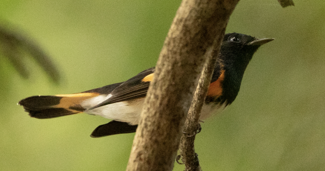 Горихвостковая древесница - ML650521759