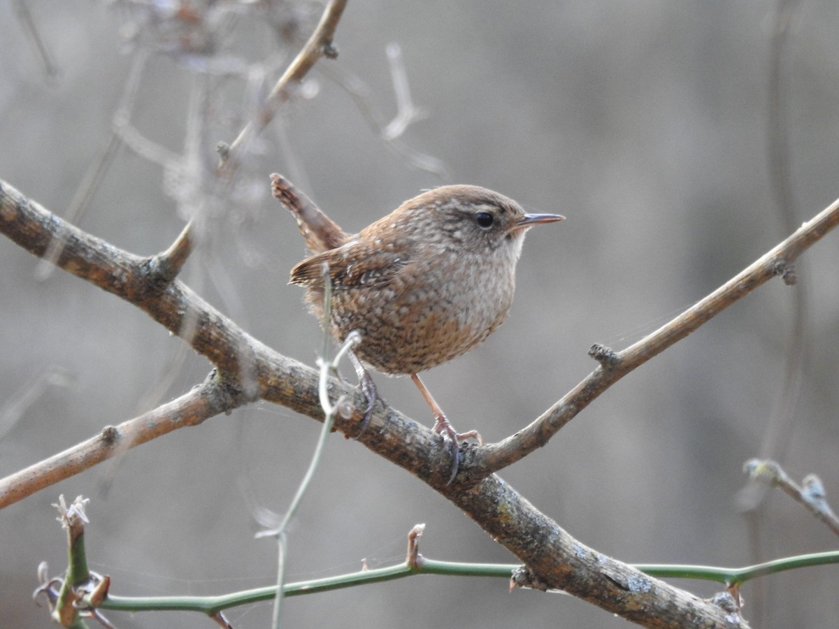 Winter Wren - ML650521849
