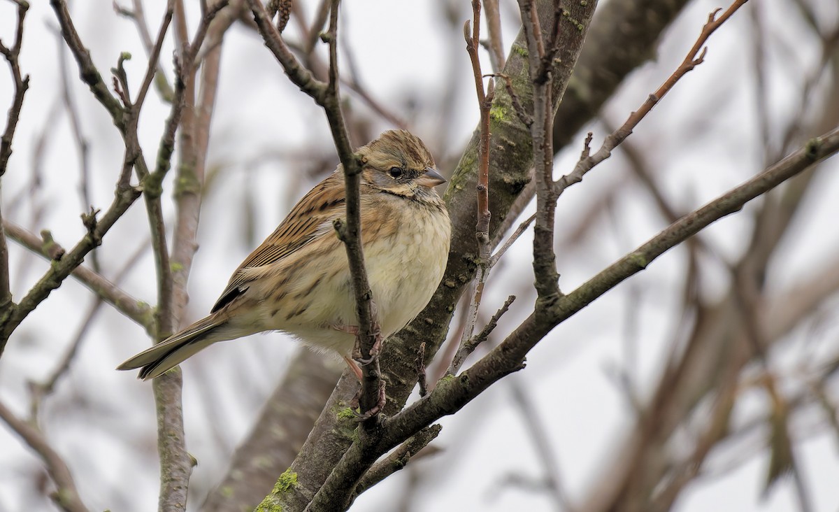 灰頭黑臉鵐 - ML650521935