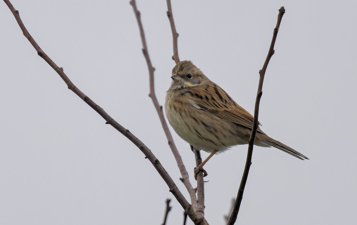 灰頭黑臉鵐 - ML650522010