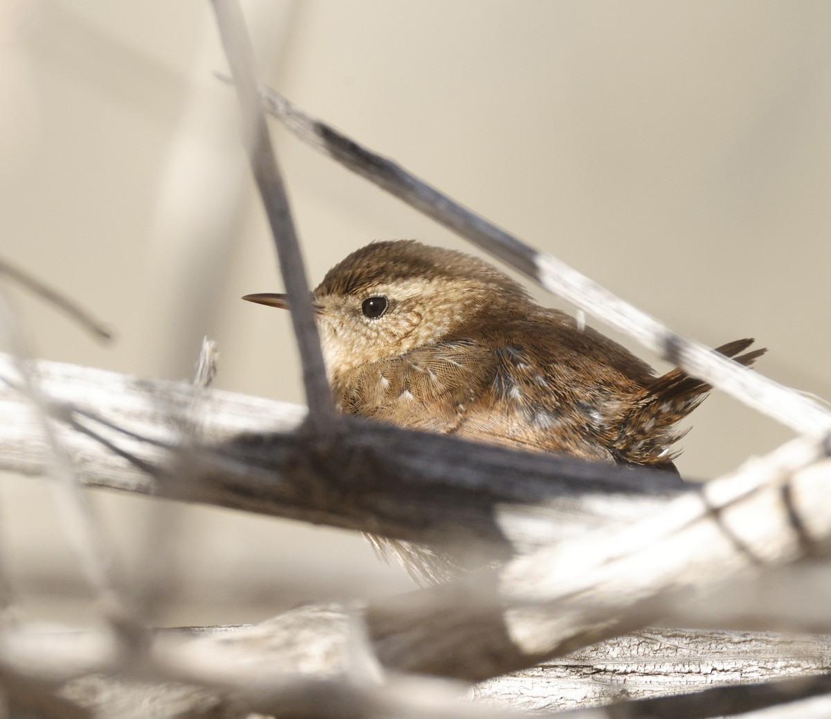 Winter Wren - ML650522190