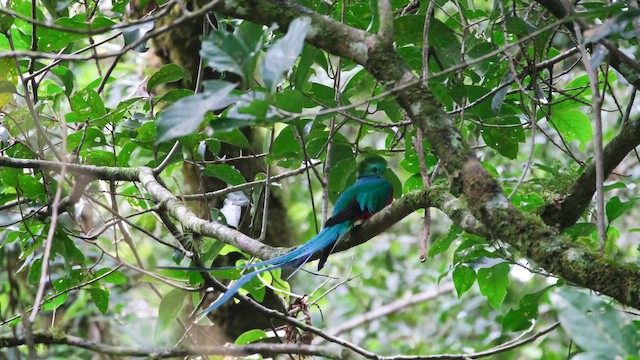 Resplendent Quetzal - ML650522297