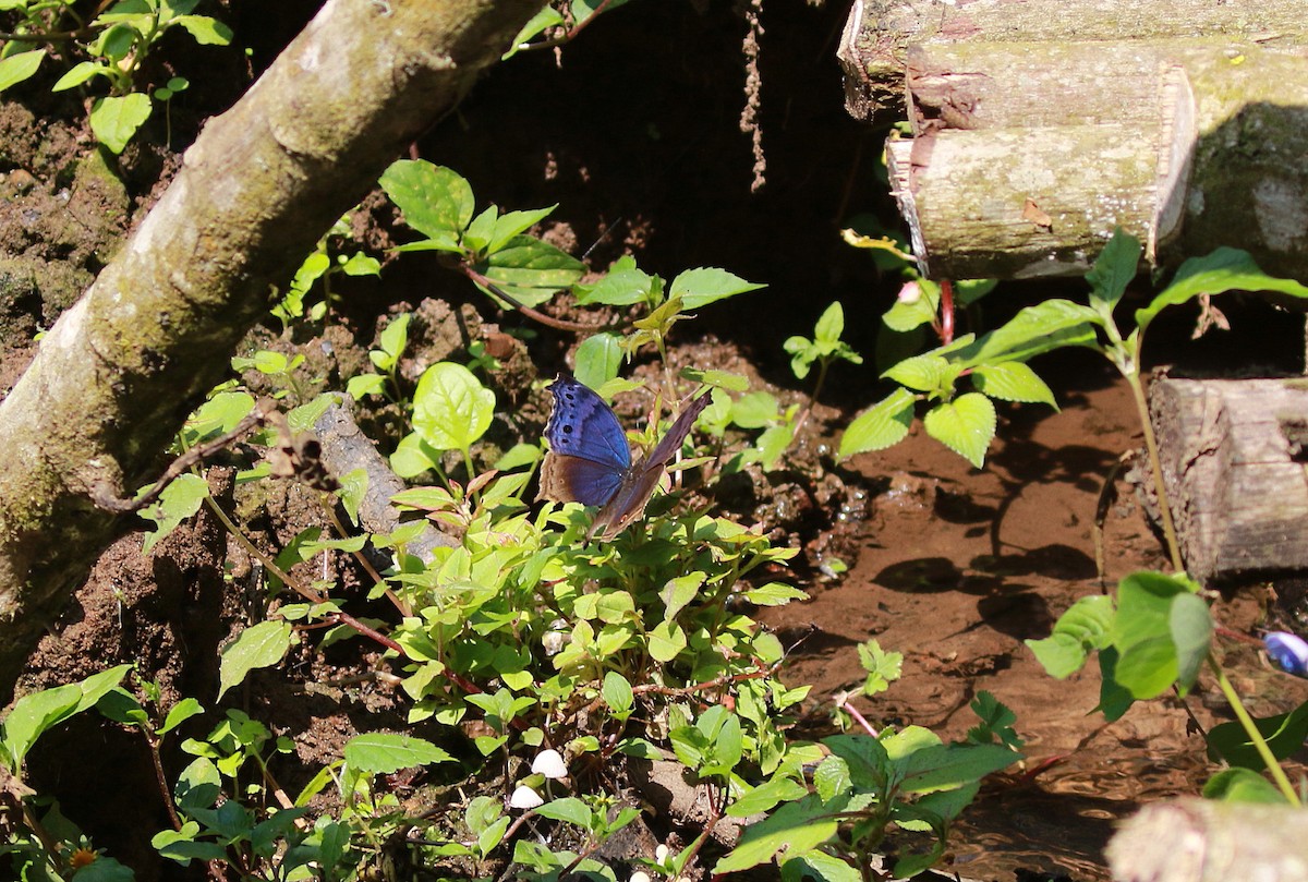 Eastern Blue Mother-of-Pearl - ML650522541