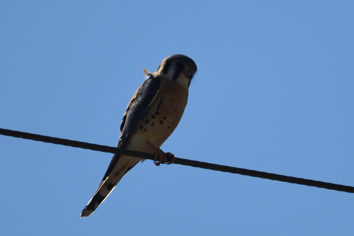 American Kestrel - ML650522788