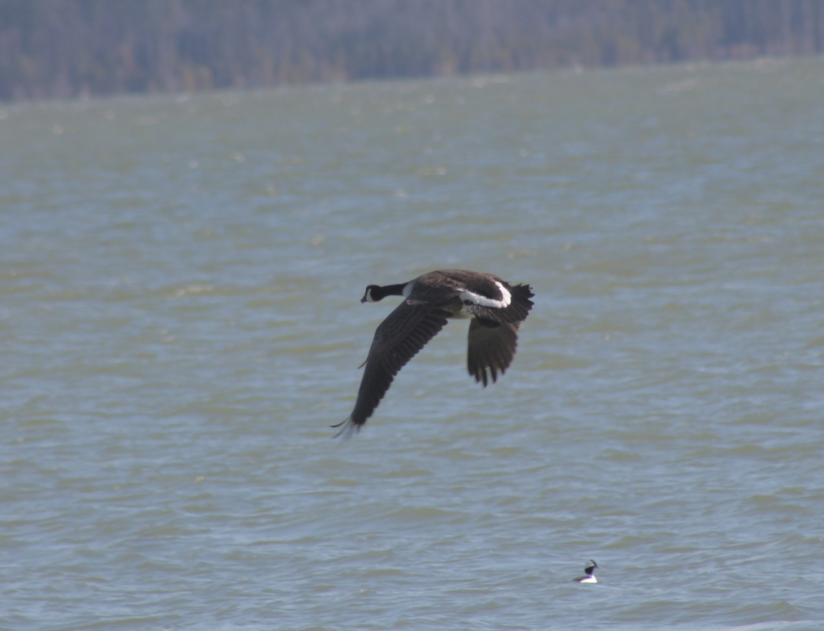 Canada Goose - ML650522835