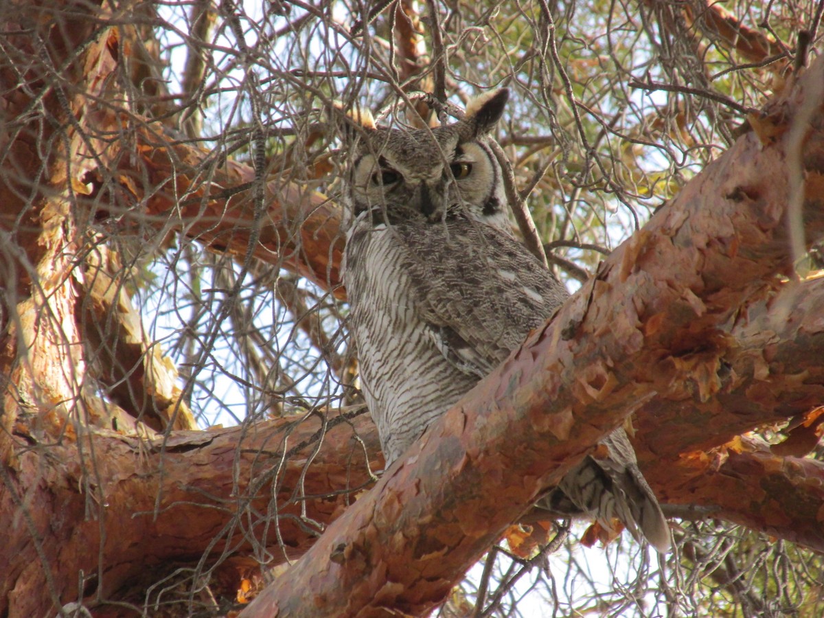 eBird Checklist - 8 Feb 2026 - Payson City Cemetery - 14 species