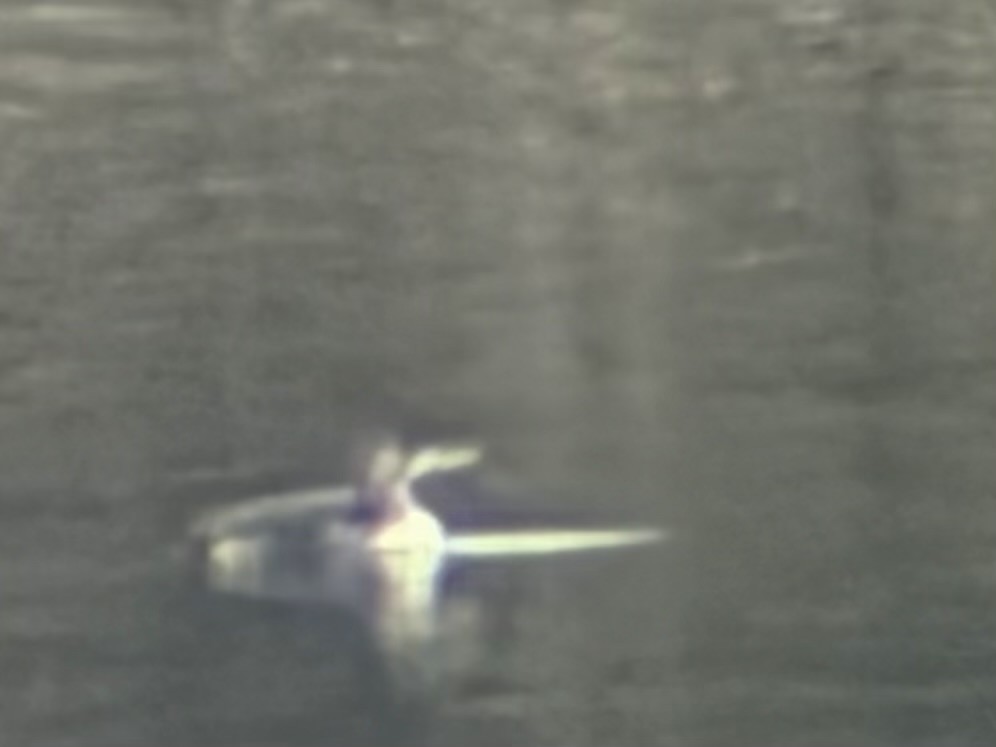 gulnebblom - ML650523193