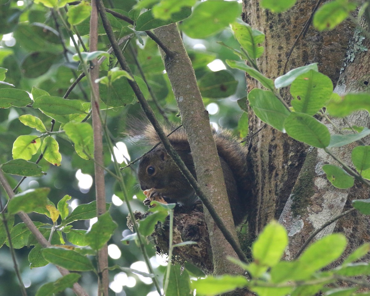Carruthers' Mountain Squirrel - ML650523252
