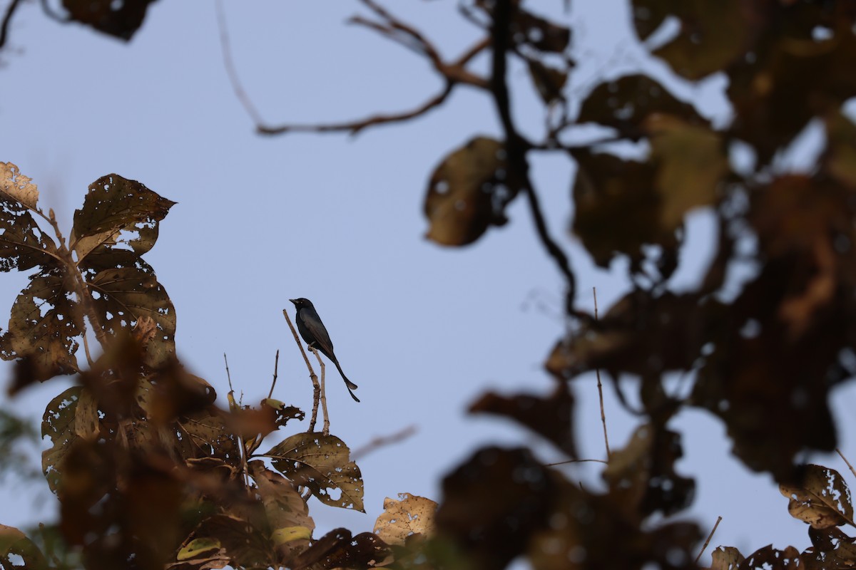 Черный дронго - ML650523348