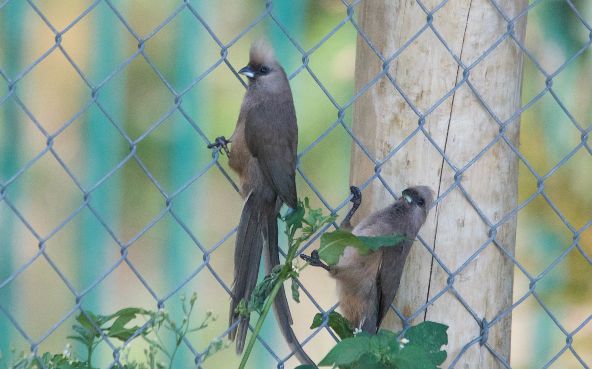 Бурокрылая птица-мышь - ML650523510