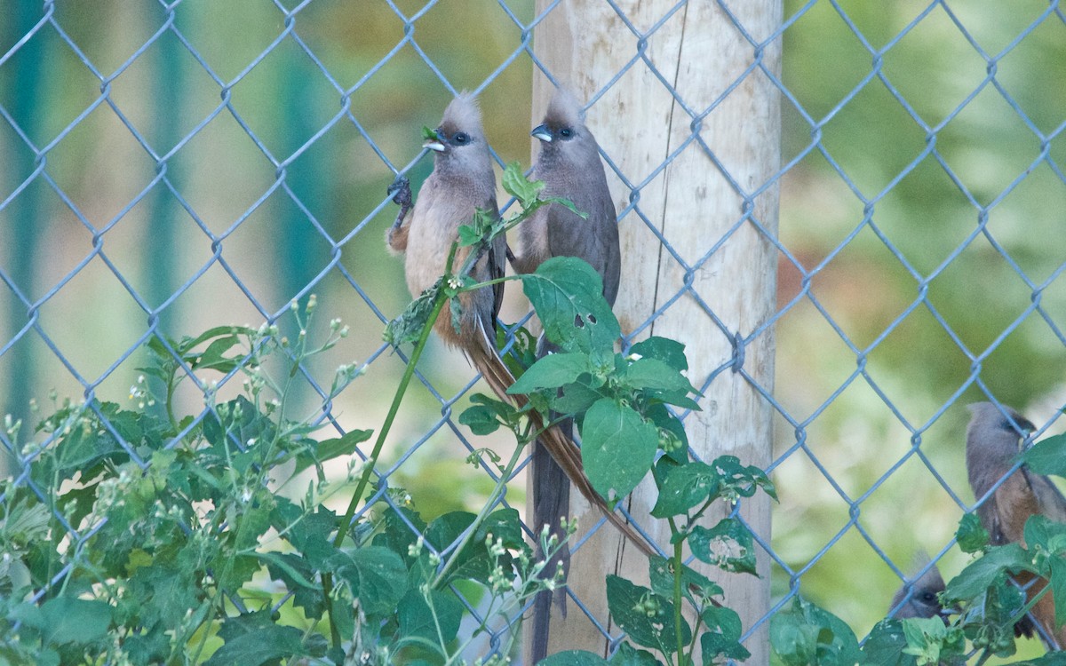 Бурокрылая птица-мышь - ML650523511
