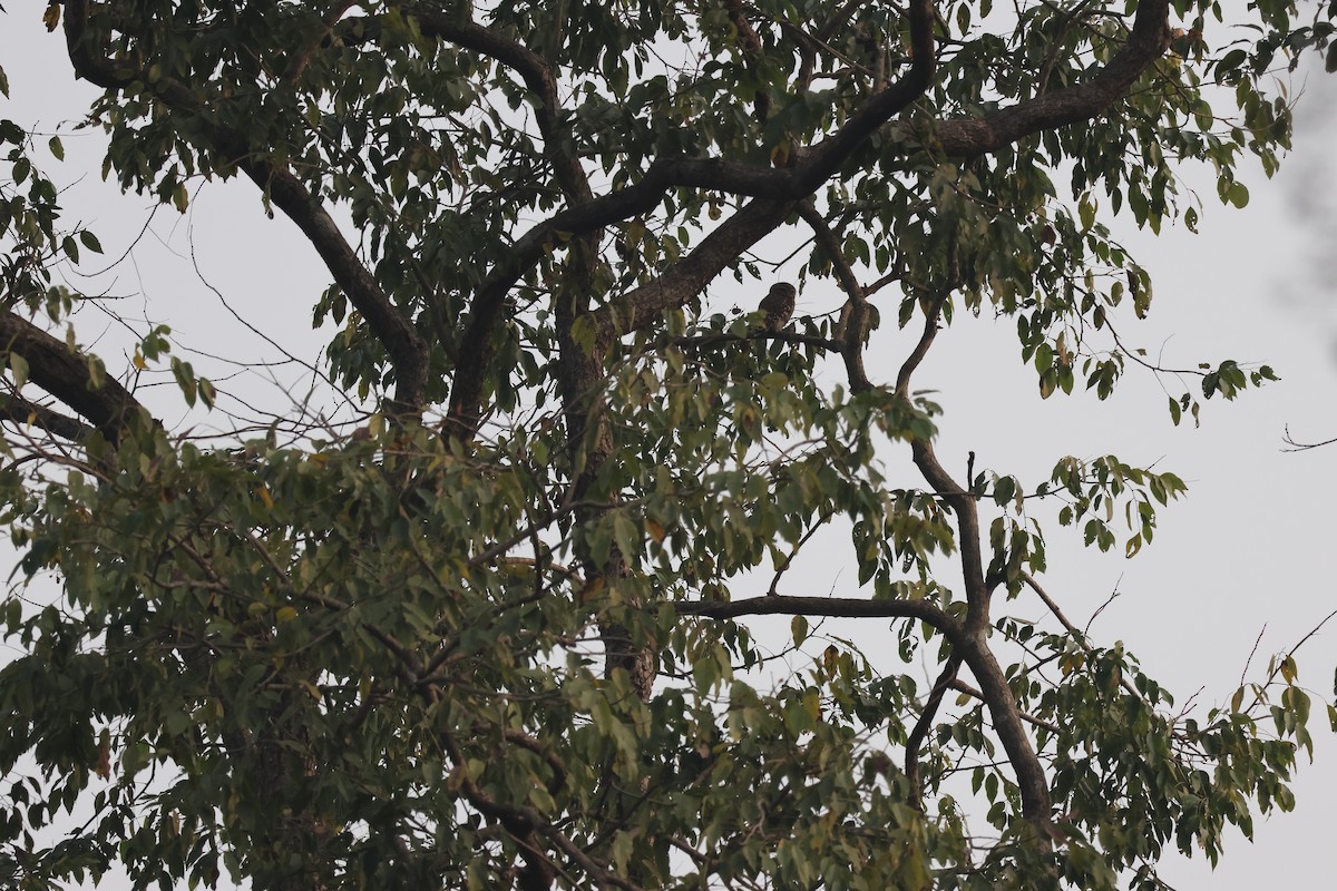 Лесной сыч - ML650523648