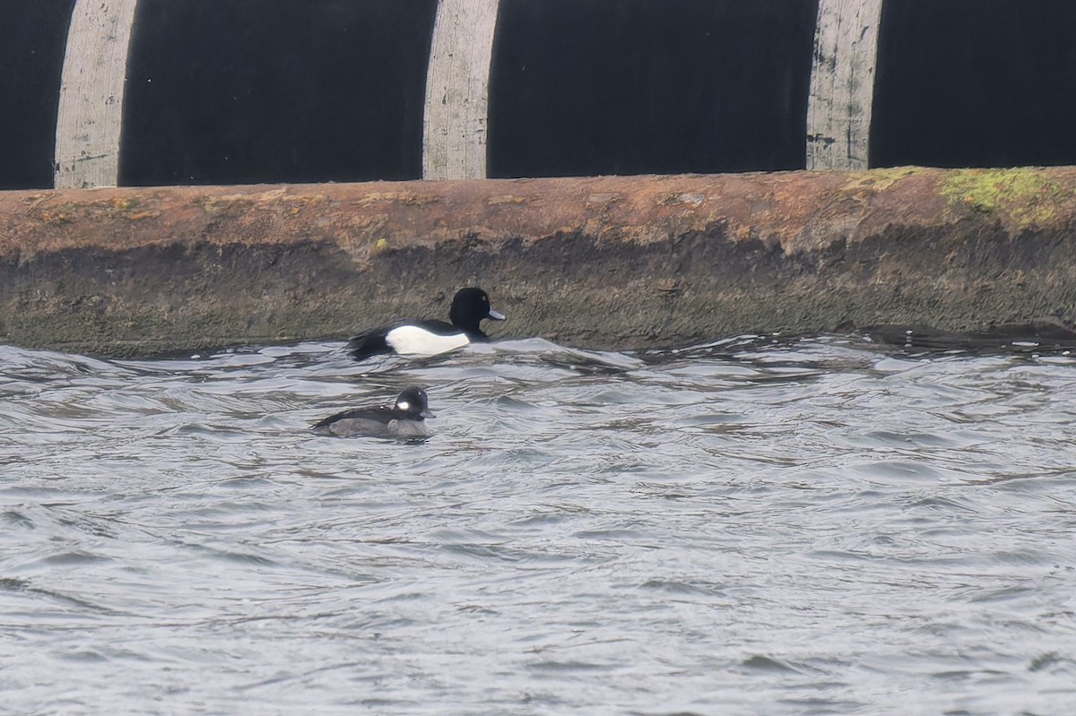 Bufflehead - ML650523649