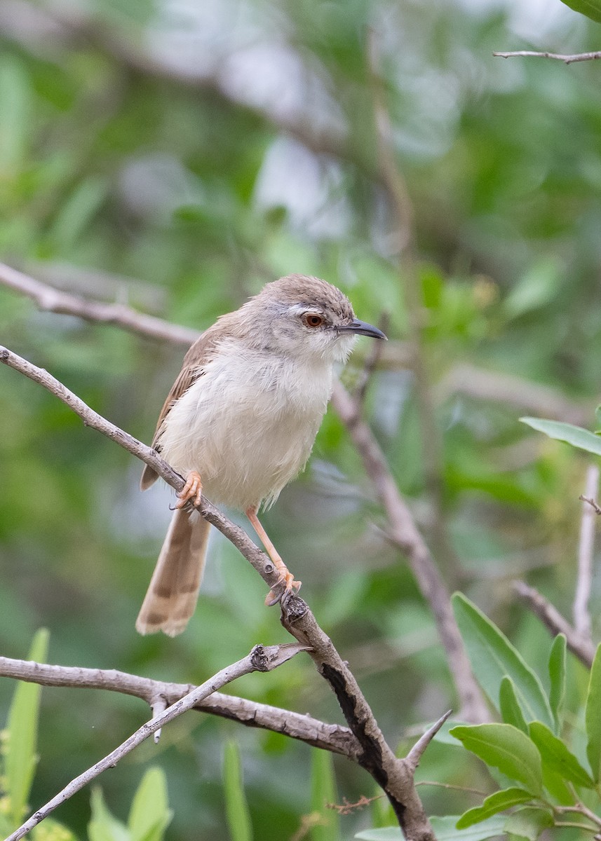 Tawny-flanked Prinia - ML650523827