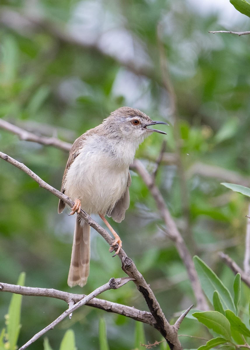 Tawny-flanked Prinia - ML650523829
