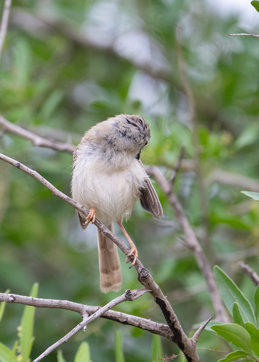 Tawny-flanked Prinia - ML650523830