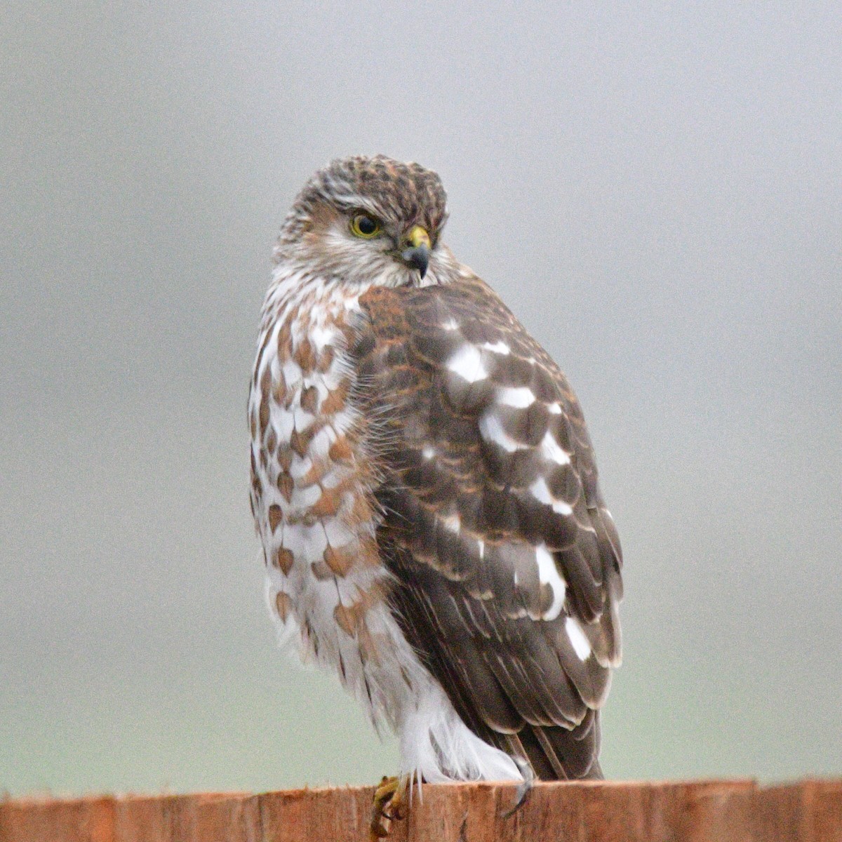 アシボソハイタカ - ML650524513