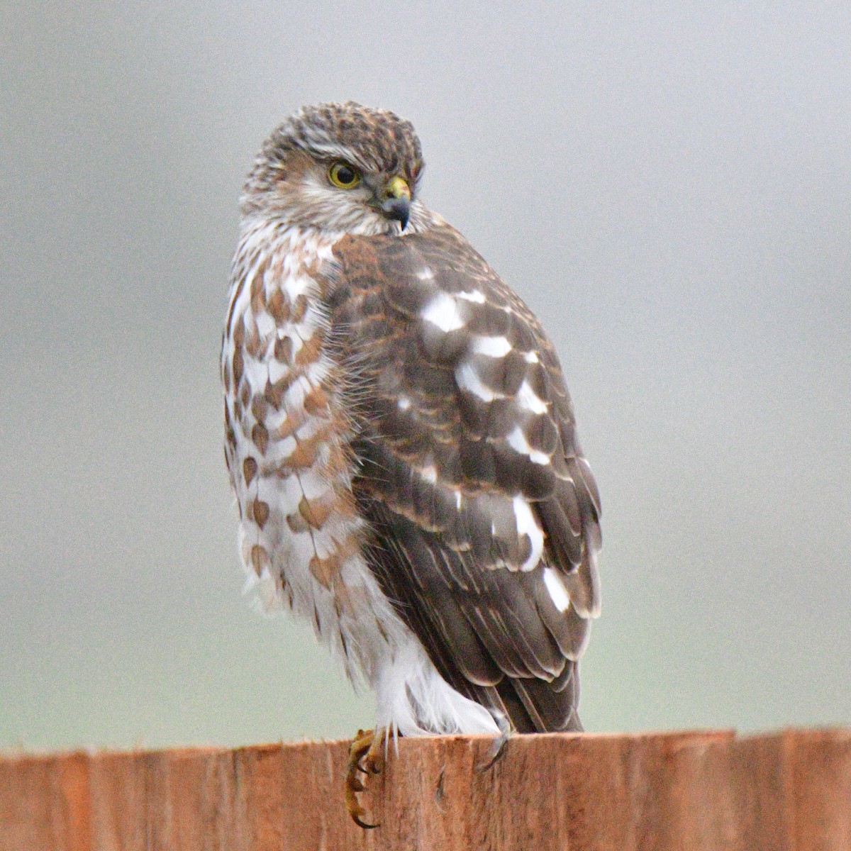 アシボソハイタカ - ML650524514