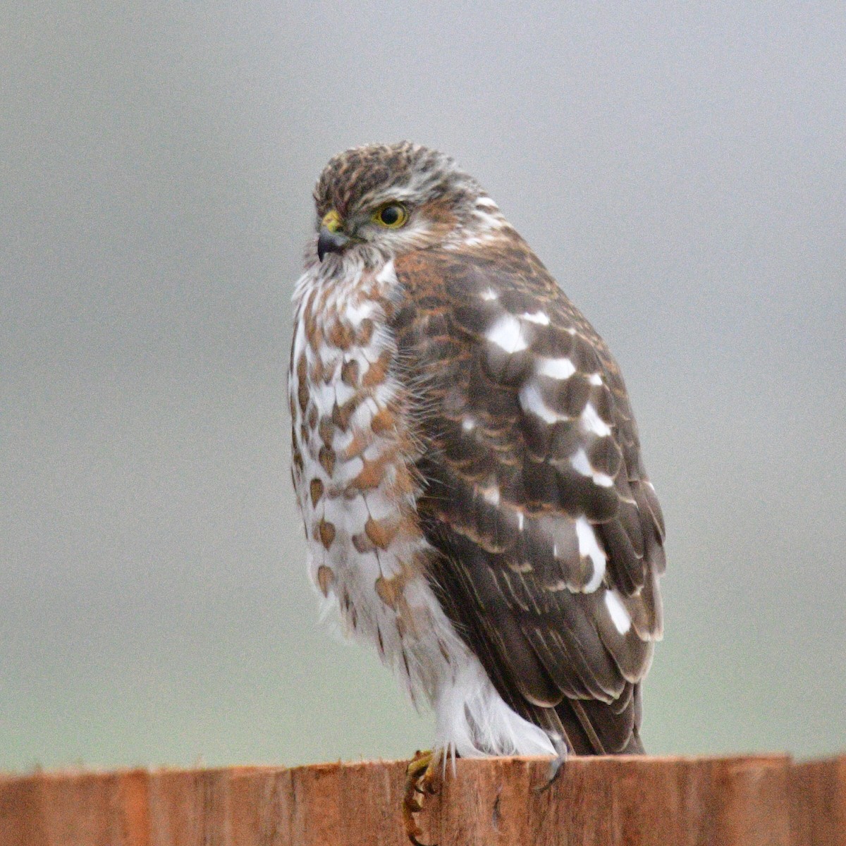 アシボソハイタカ - ML650524515