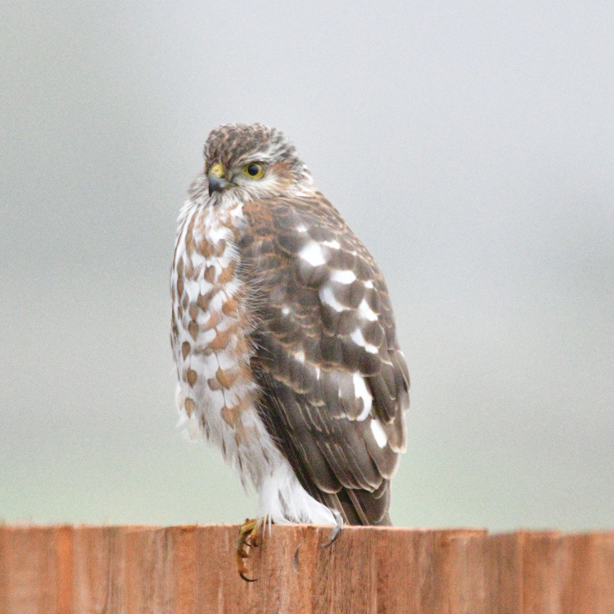 アシボソハイタカ - ML650524516