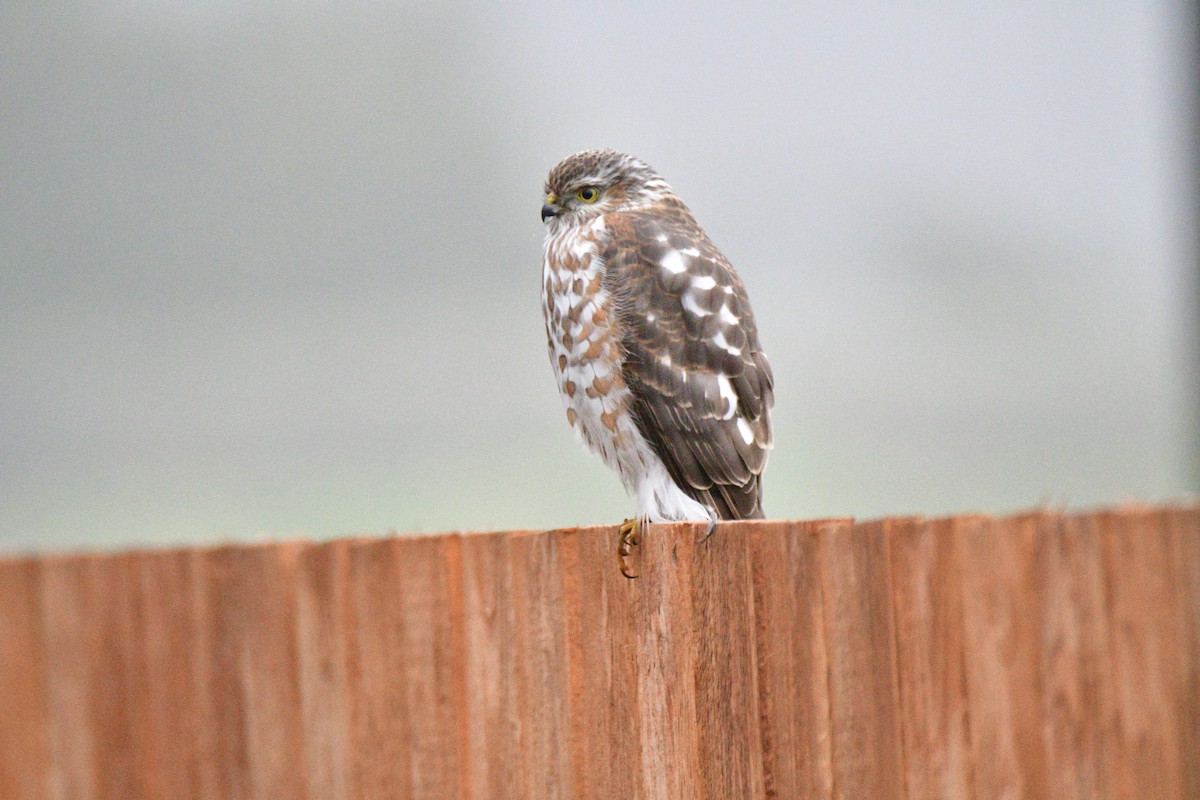 アシボソハイタカ - ML650524524