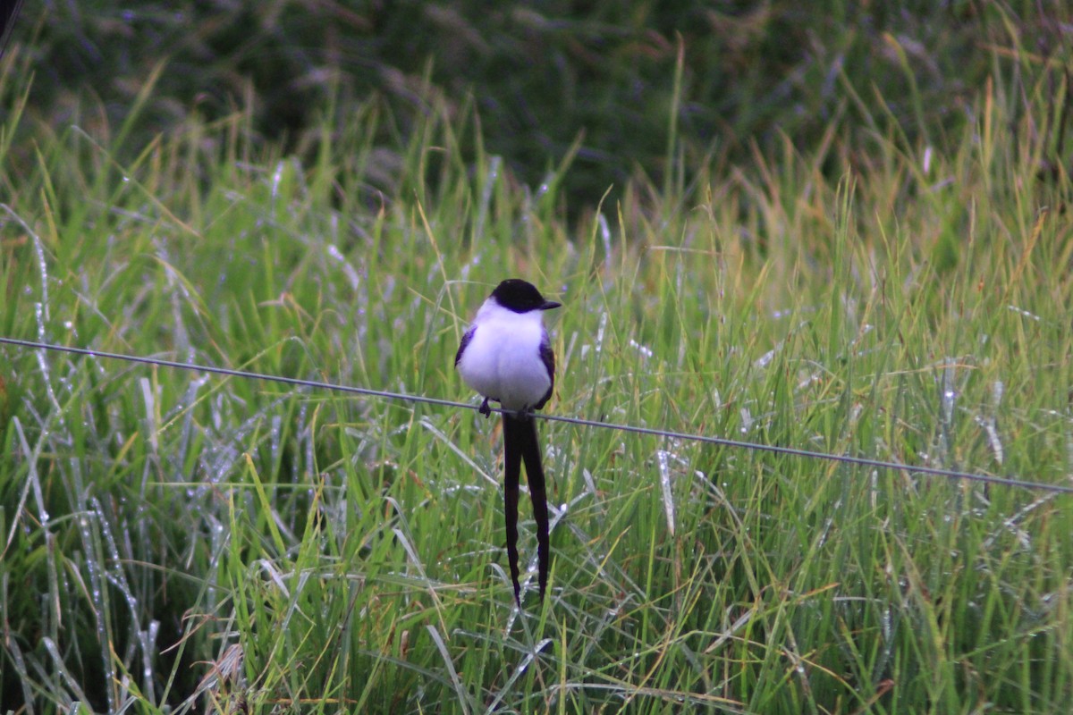 Gabelschwanz-Königstyrann - ML650524584