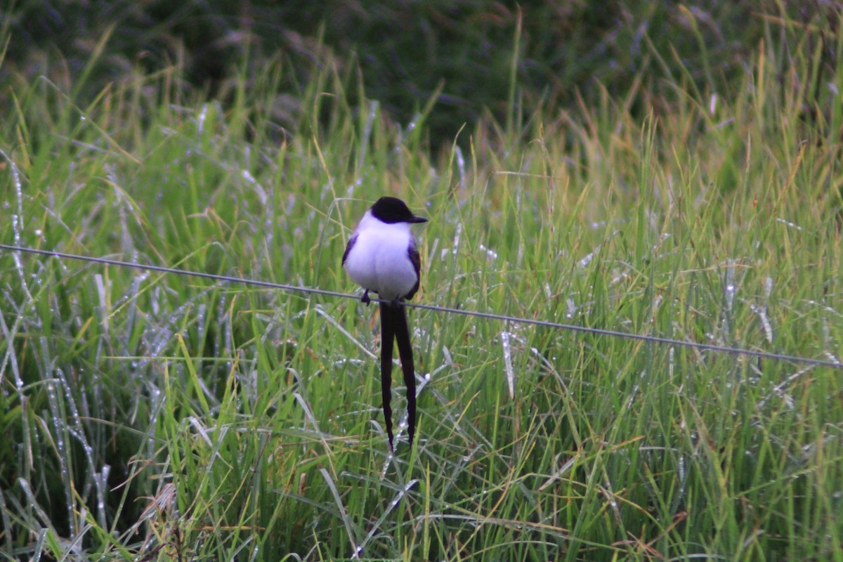 Gabelschwanz-Königstyrann - ML650524585