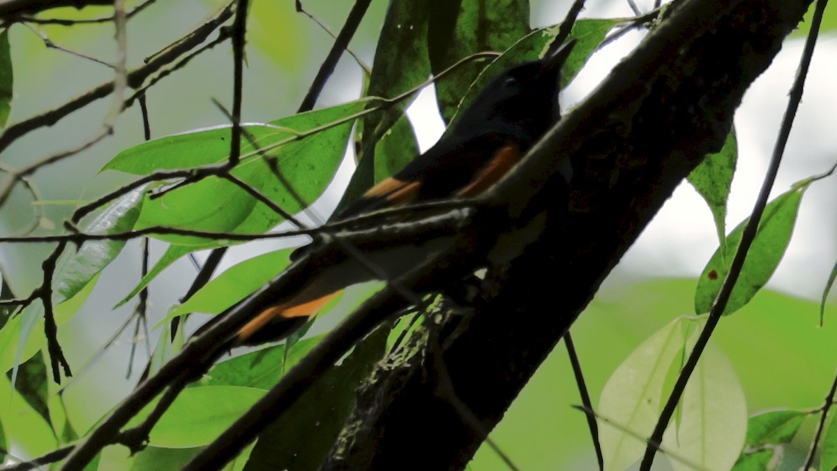 Горихвостковая древесница - ML650524699