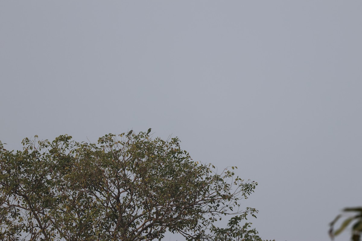 Зелёная щурка - ML650524935