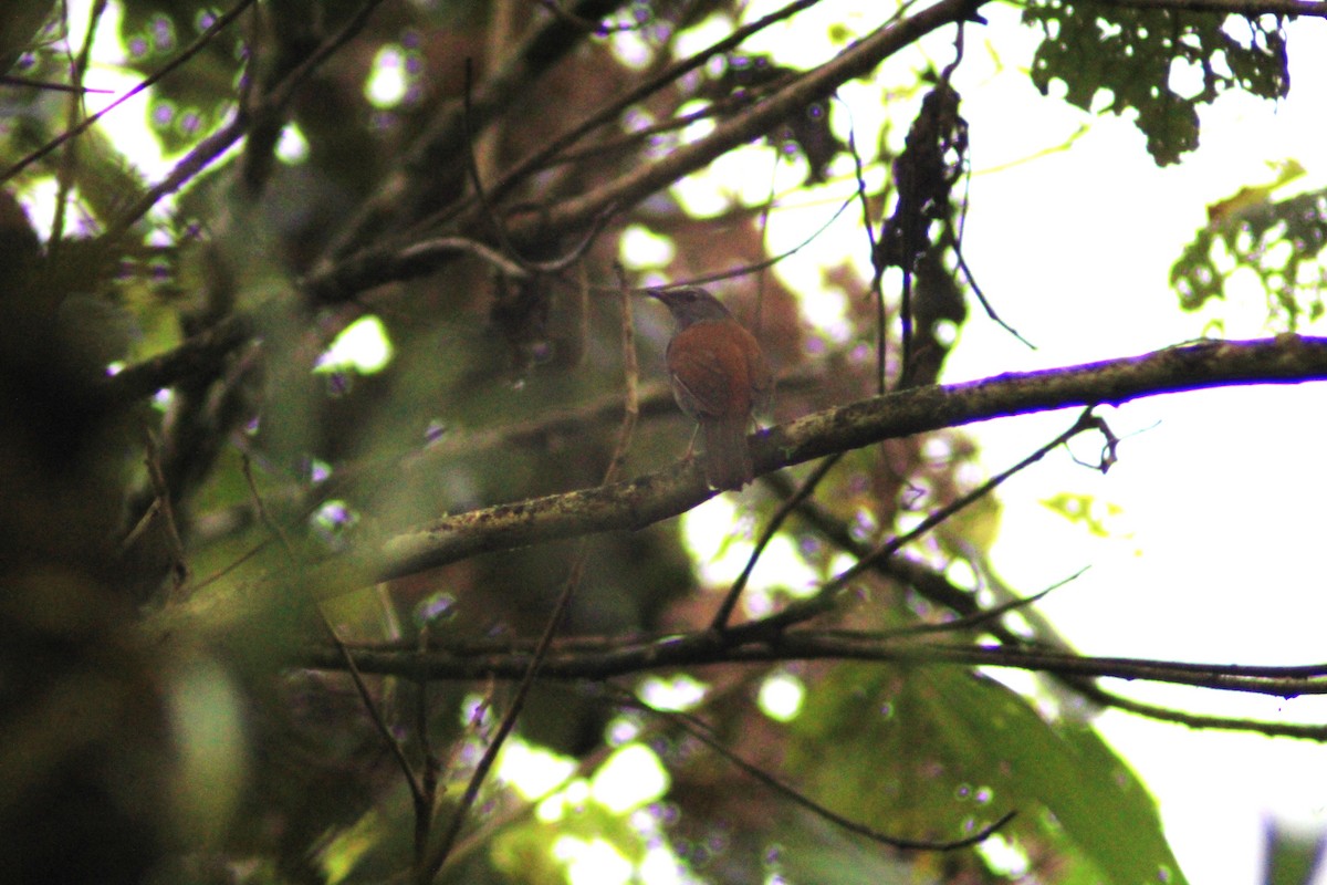 Andenklarino - ML650525128