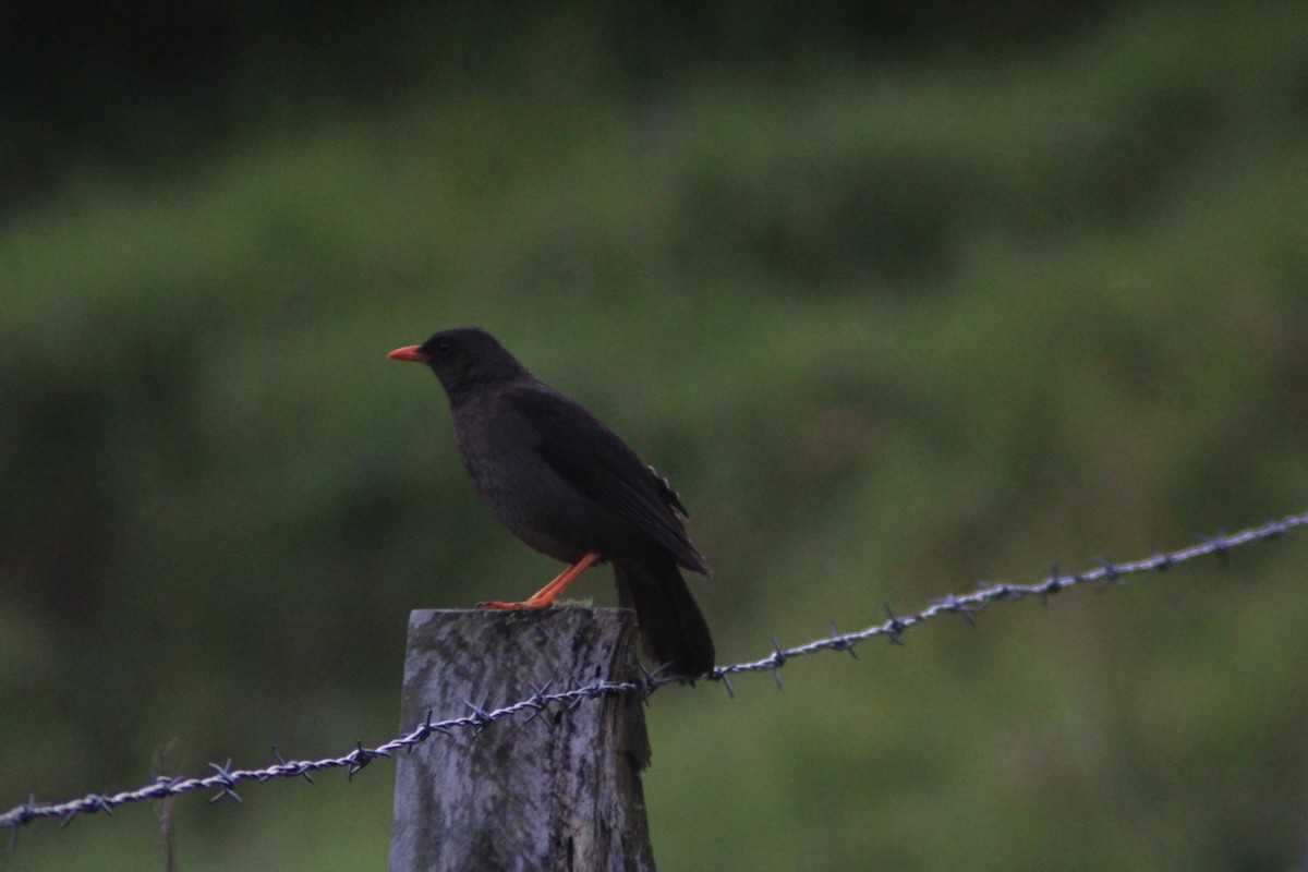 Riesendrossel - ML650525184