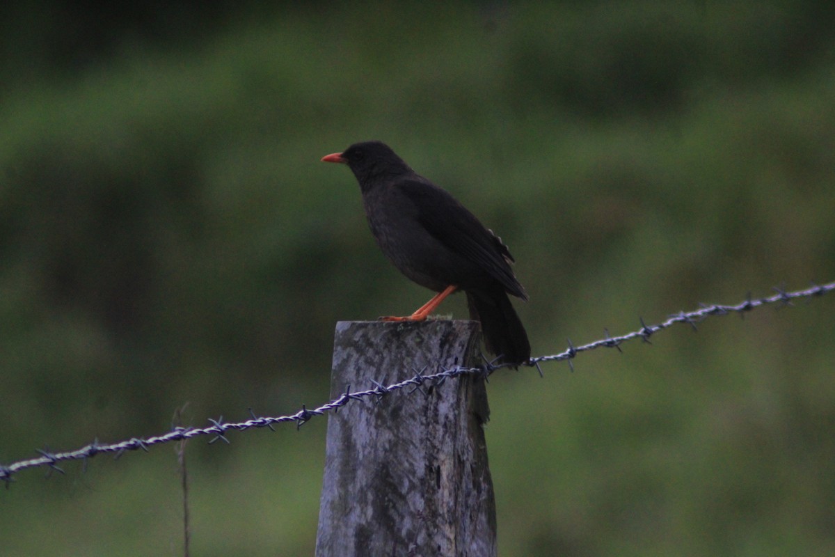 Riesendrossel - ML650525185