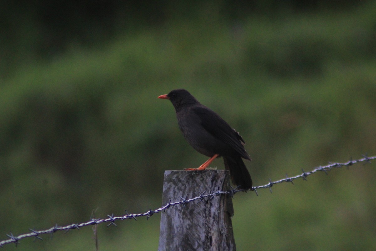 Riesendrossel - ML650525186