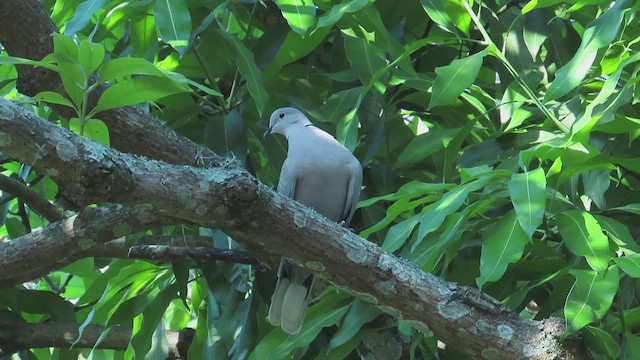 Eurasian Collared-Dove - ML650525215