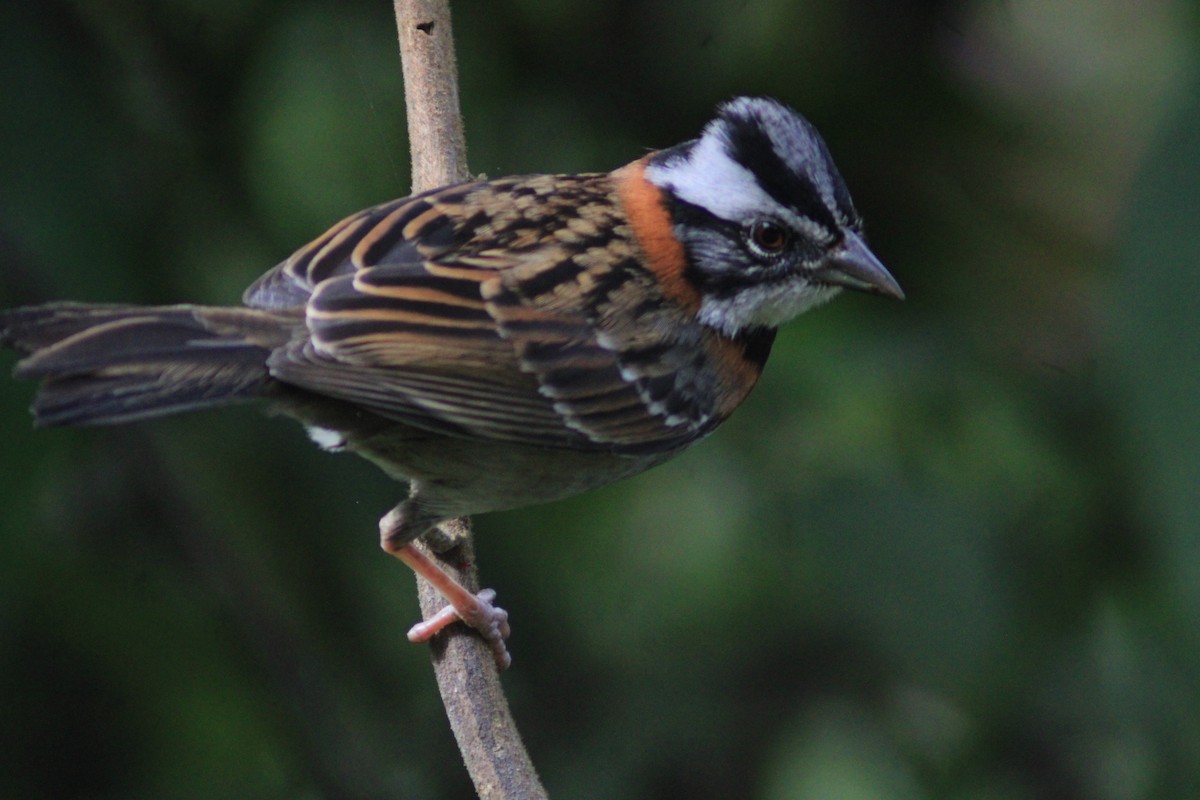 Morgenammer - ML650525233