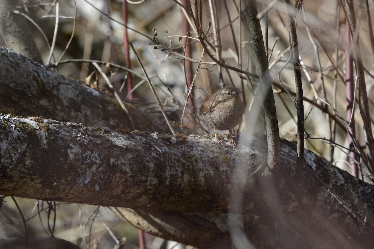 Winter Wren - ML650525267