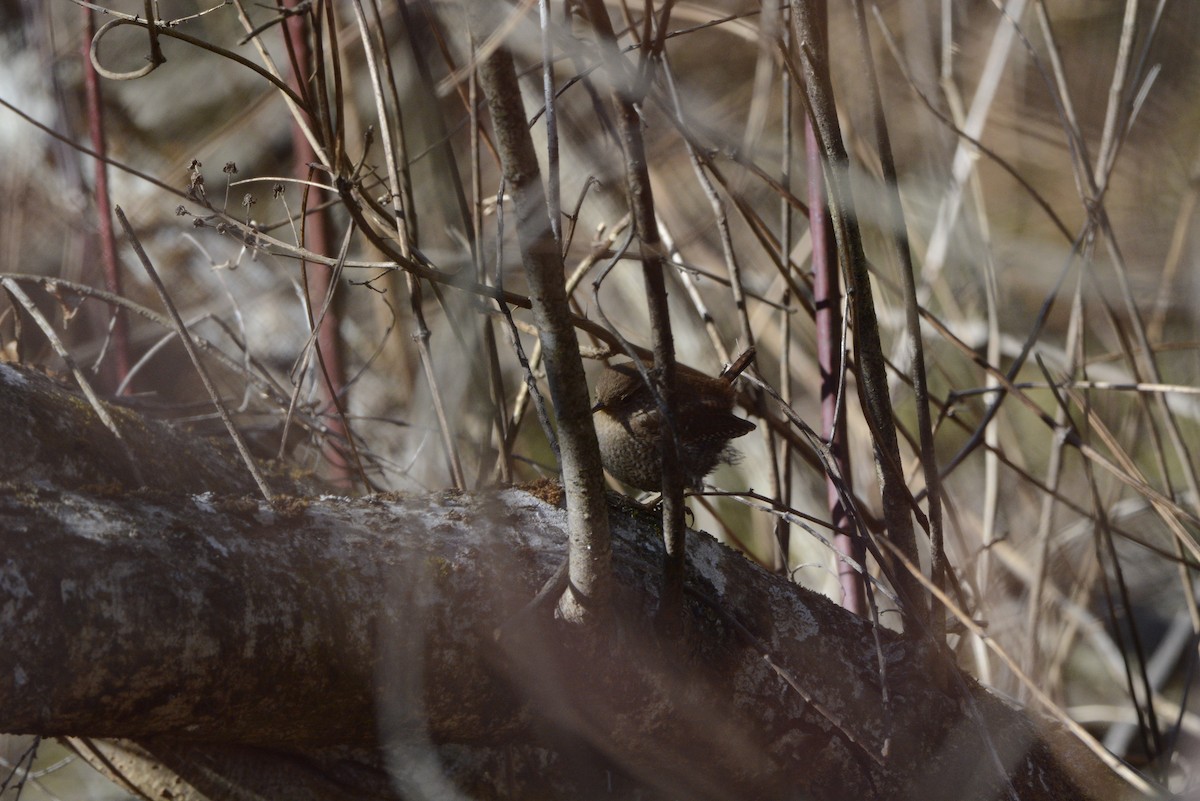 Winter Wren - ML650525268