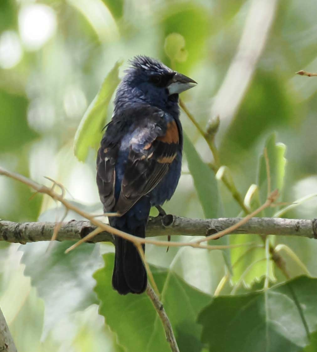 Mavi Çinte - ML650525413