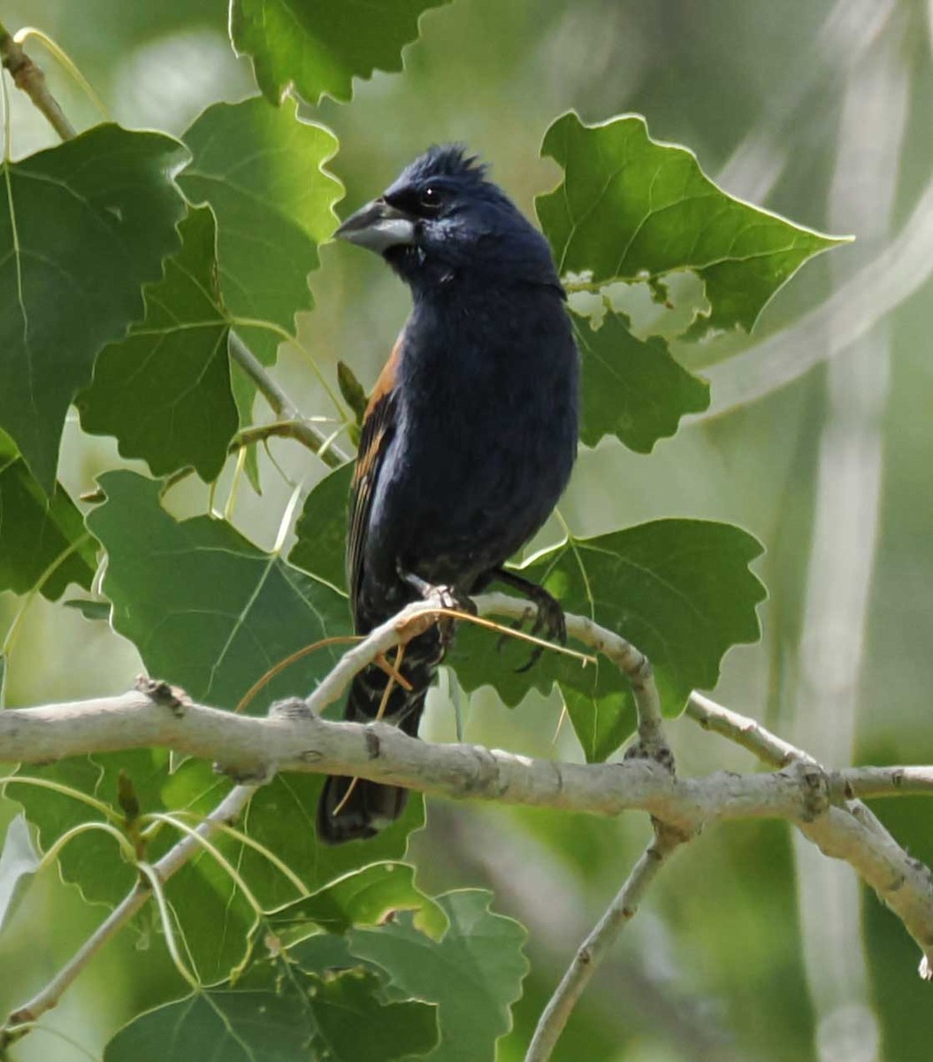 Mavi Çinte - ML650525414