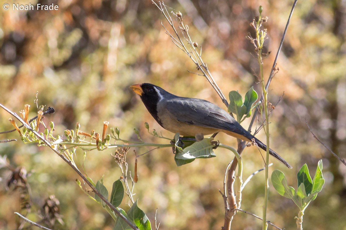 Golden-billed Saltator - ML65052561