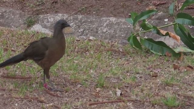Plain Chachalaca - ML650525855