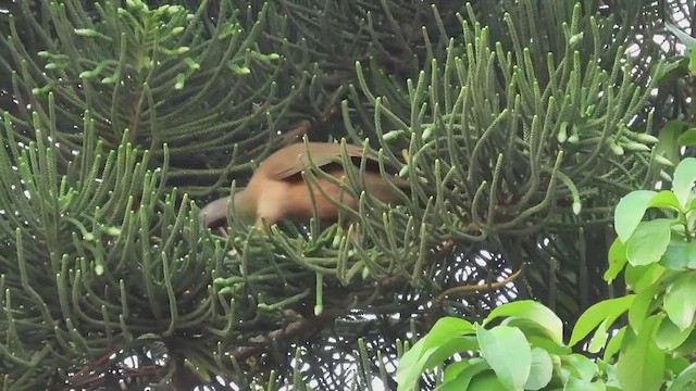 Plain Chachalaca - ML650525856