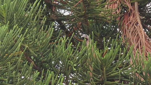 Plain Chachalaca - ML650525860