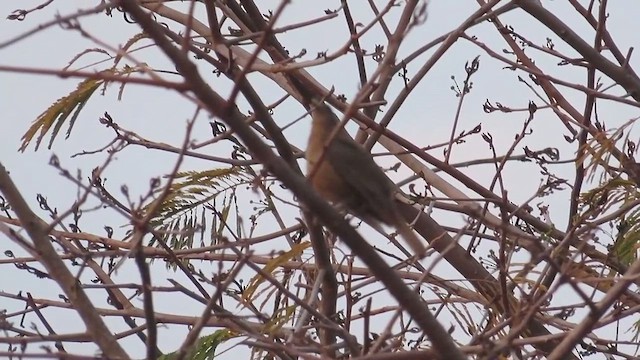 Clay-colored Thrush - ML650525877
